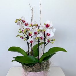 Phalaenopsis Orchid