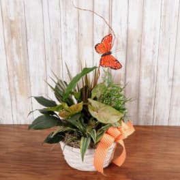 Potted mixed green plants in a white basket with orange ribbon and butterfly decoration