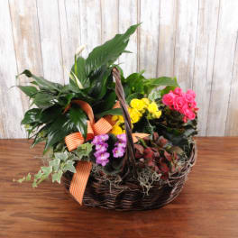 Mixed green and flowering plants in a handled wicker basket with an orange striped bow