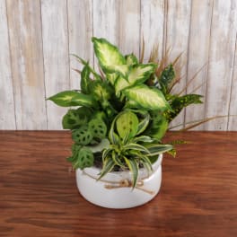 Assorted green houseplants arranged in a white ceramic bowl planter