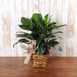 Green houseplant in a woven basket with a beige bow