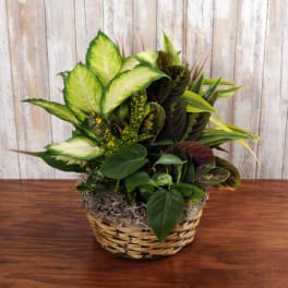 Mixed foliage houseplant arrangement in a woven basket