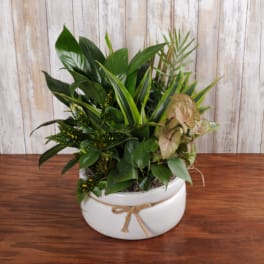 Assorted potted houseplants in a low white ceramic bowl with a twine bow.