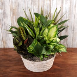 Assorted green houseplants arranged in a white woven basket