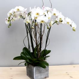 White orchid arrangement in a square gray planter