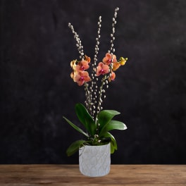 Potted orchid with peach blooms and tall white pussy willow stems