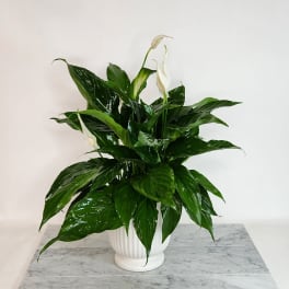 White peace lilies in a white ribbed pot