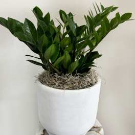 Lush Zamioculcas "ZZ" Plant