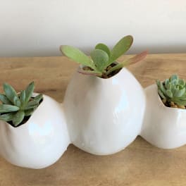 Three small succulents in white egg-shaped ceramic planters