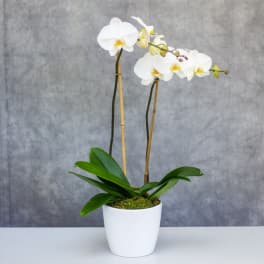 Double Stem White Orchid Plant