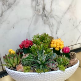 Succulent and cactus arrangement in a white oval planter