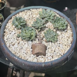 Round planter with five succulent rosettes in white pebbles