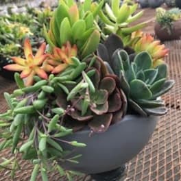 Succulent arrangement in a dark bowl-shaped planter
