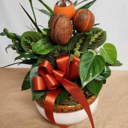 Tropical plant arrangement with coconuts and a red ribbon in a white bowl