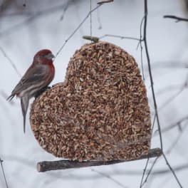 Jules Loft Edible Garden Art - Love is in the Air