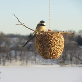 Bird perched on a hanging seed feeder outdoors in winter