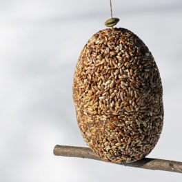 Seed-covered hanging bird feeder on a branch