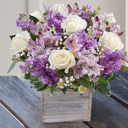 Lovely Lady (Lavender and White)