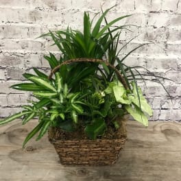 Basket of assorted green houseplants