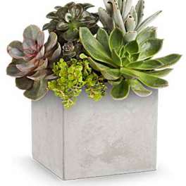 Succulent arrangement in a square gray planter