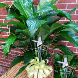 Large green potted plant with a white dove and clear cross decoration