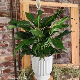 White peace lily plant in a ribbed white pot