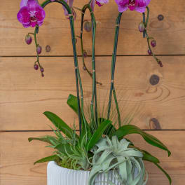 Potted arrangement of purple orchids with trailing air plants in a white planter