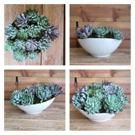 White bowl planter filled with assorted succulents