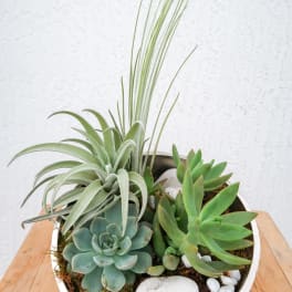 Succulent arrangement in a white bowl with white stones