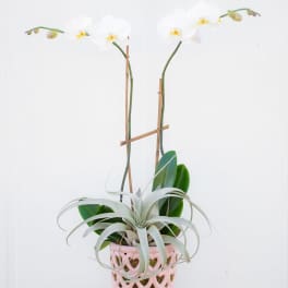 Potted orchid arrangement with white blooms in a pink heart-cutout planter