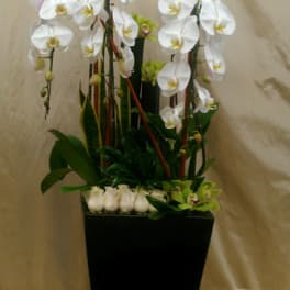White orchids arranged in a tall black planter