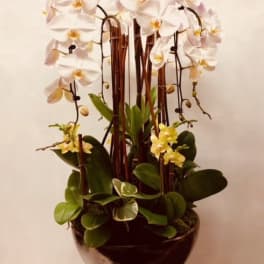 White orchid arrangement in a dark vase with broad green leaves