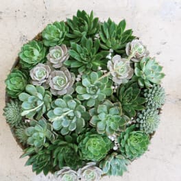 Round succulent arrangement with assorted green rosettes