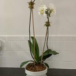 White orchid plant in a white ceramic pot