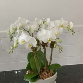 Hampton's Summer Season 6 Stem Mini White Phalaenopsis Orchid Planter
