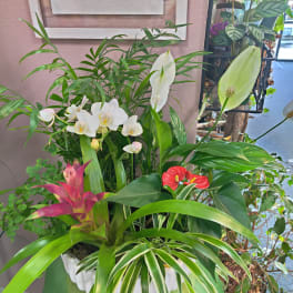 Tropical plant arrangement with white orchids and red anthuriums in a white container
