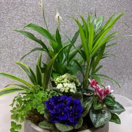 Mixed potted arrangement with white calla lilies and colorful flowering plants