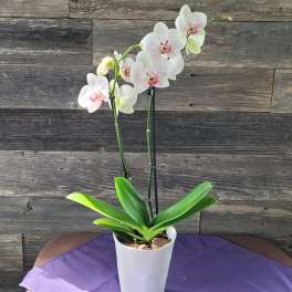Phalaenopsis Orchid Plant