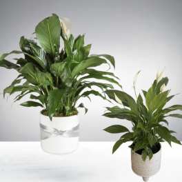 Two green peace lily plants in decorative white pots on a white surface