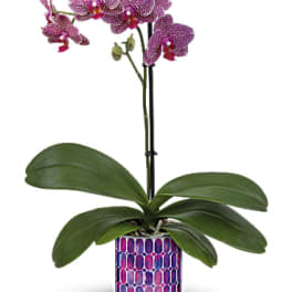 Purple orchid plant in a patterned pot