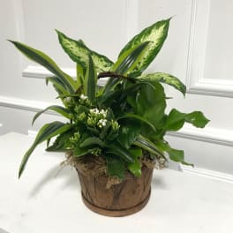 Mixed green potted plant arrangement in a wooden container