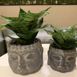 Two snake plants in carved stone face planters on a table