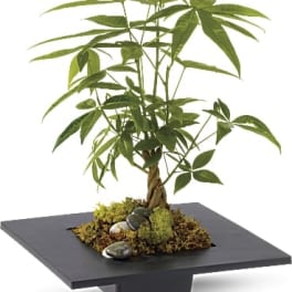 Potted money tree plant in a shallow black container with decorative stones