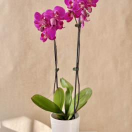 Potted pink orchid with two tall blooming stems