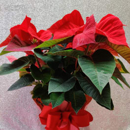 Potted poinsettia with bright red bracts and a red ribbon bow