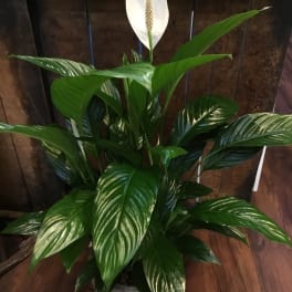 Potted peace lily plant with white spathes and glossy green leaves