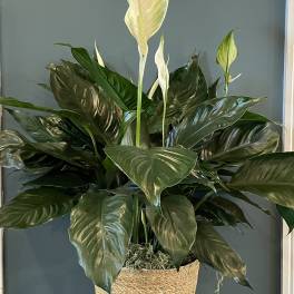 Potted peace lily with white blooms in a woven basket planter