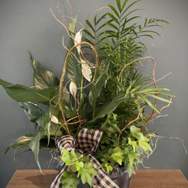 Mixed green plant arrangement in a black pot with a plaid ribbon