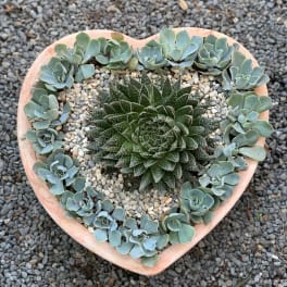 Heart-shaped planter with succulents and pebbles
