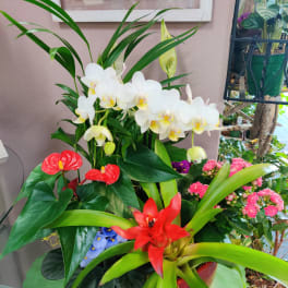 Mixed tropical arrangement with white orchids, red anthuriums, and pink blooms
